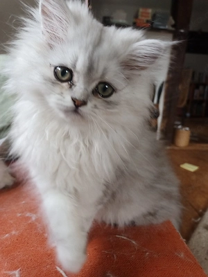 kleine Lady sucht ihr neues Heim