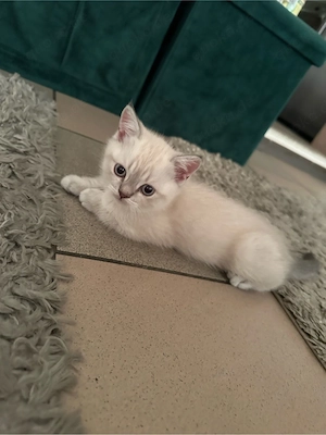Wunderschöne reinrassige BKH Kitten Katerchen
