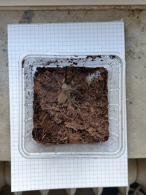 Monocentropus balfouri KL 3 3,5cm