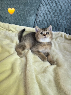 Wunderschöne BKH Kitten 