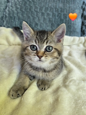 Wunderschöne BKH Kitten 