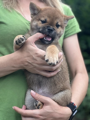 Shiba Inu Welpen mit Ahnentafel, Rüden reinrassig 