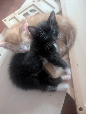 Blacky und Tommy