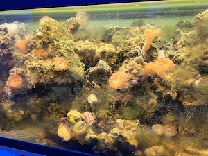 Aquarium gestein Bild 2