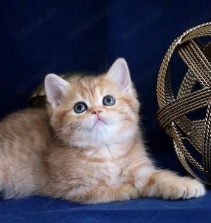 Goldene britische Kätzchen BKH, BLH mit Stammbaum Bild 2