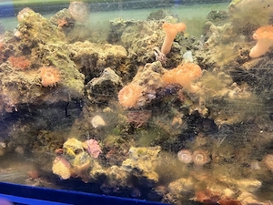 Aquarium gestein