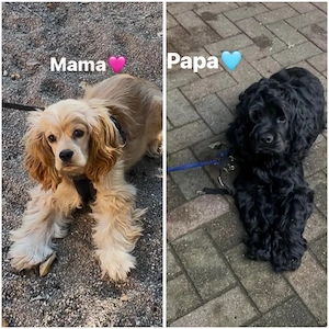 hunde welpen 