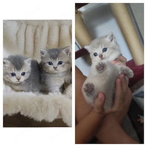 BKH Kitten Blue Golden Shaded 