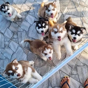 Siberian Husky Welpen suchen ein liebevolles 