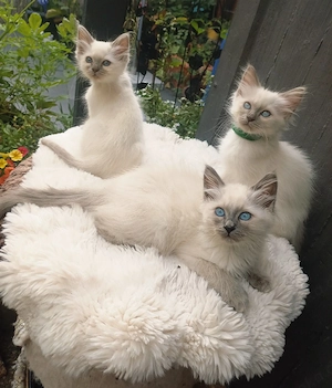 Heilige Birma Kitten (Katzen)