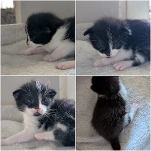 2 EHK MaineCoon Kater geb.01.08.26