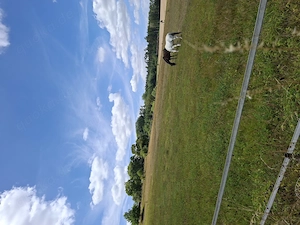Offenstall Box frei  Bild 3