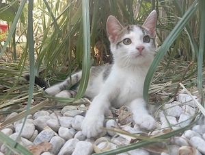 4 Katzenbabys, 3 Monate alt 