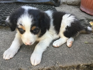 Australian Shepherd Jungtiere suchen ein Zuhause 