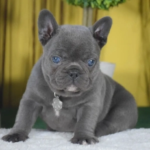 Französische Bulldoggen-Welpen