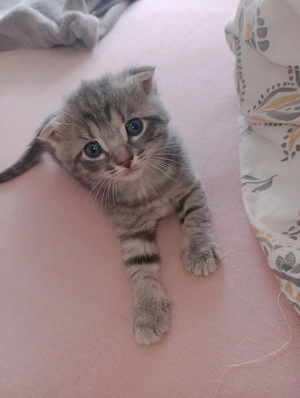 4 süße Katzenbabys suchen liebevolles Zuhause
