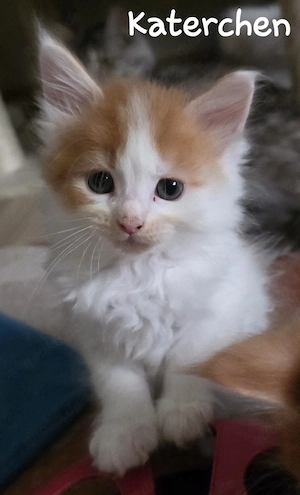 Maine Coon Kitten 