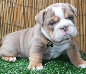 Eng. Bulldogge welpen