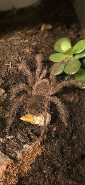 Theraphosa stirmi weiblich  Bild 4