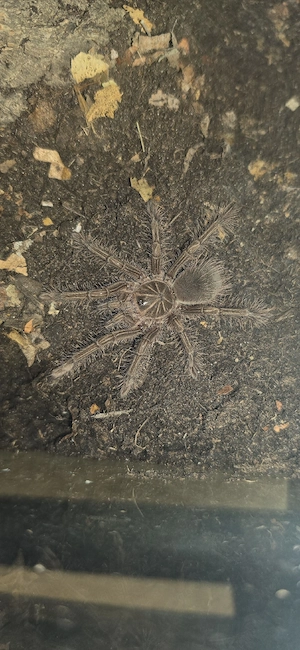 Theraphosa stirmi weiblich  Bild 5