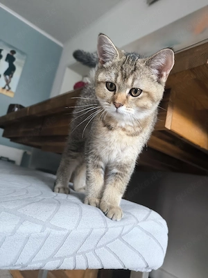 BKH Kitten Kätzchen Mädchen 
