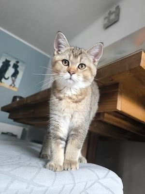 BKH Kitten Kätzchen Mädchen 