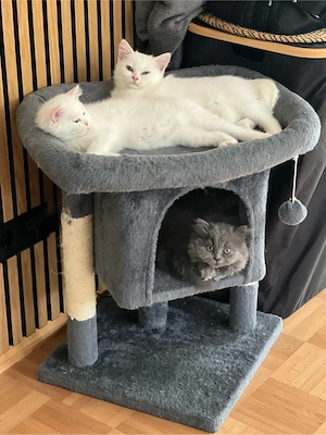 BKH -Türkisch Van Mix Kitten