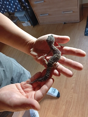 Leopardgeckos nz 25