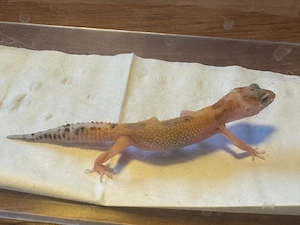 Leopardgeckos nz 25 Bild 5