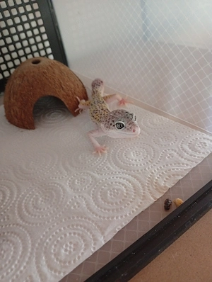Leopardgeckos nz 25 Bild 2