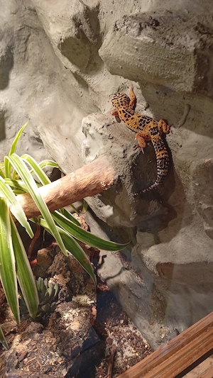 Leopardgeckos nz 25 Bild 4