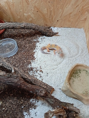 Leopardgeckos nz 25 Bild 3