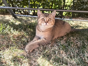 BKH Kitten Kätzchen Junge