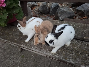 Zwergkaninchen 