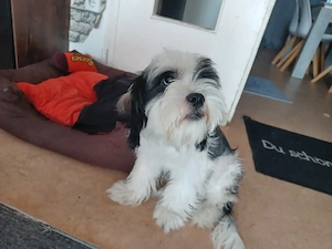 Snoopy sucht sein Glück 