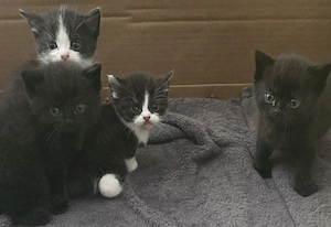 Bkh kitten