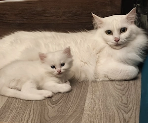 3 wunderschöne Katzenmädchen   Türkische Angora   Norwegische Waldkatze   geb. 13.06.2026