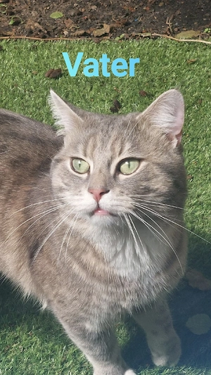 3 wunderschöne Katzenmädchen   Türkische Angora   Norwegische Waldkatze   geb. 13.06.2026 Bild 2