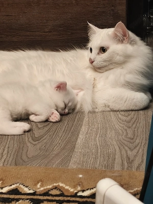3 wunderschöne Katzenmädchen   Türkische Angora   Norwegische Waldkatze   geb. 13.06.2026 Bild 8