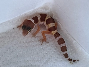 Black night Tremper jungtiere M + W 