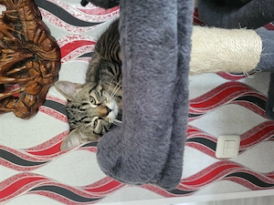 Süße Katzenbabys abzugeben!