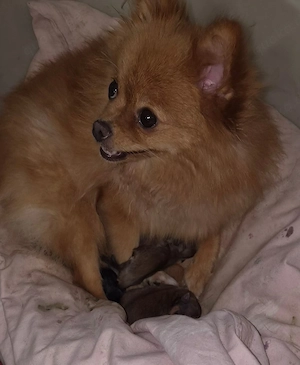Wurfankündigung Pomchi Welpen sind da!