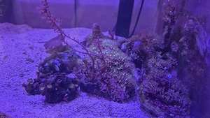 Meerwasser Aquarium Korallen Auflösungen 