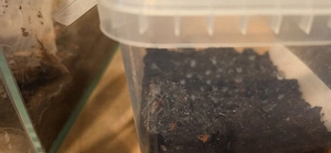 Grammostola iheringi