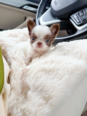 Chihuahua-Welpen