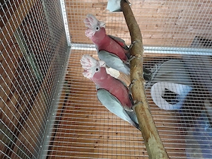 Rosakakadus, zahm Bild 2