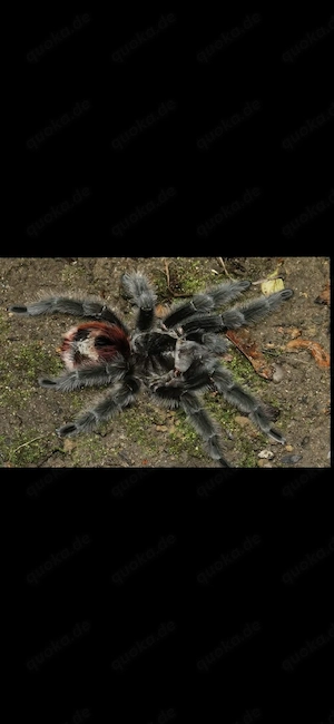 Grammostola iheringi