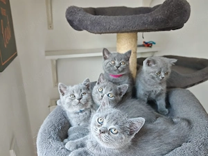 BKH Kitten in blau