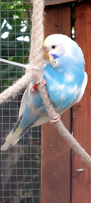 Rainbow Wellensittiche Bild 3