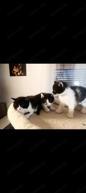 6 Katzen suchen neues Zuhause